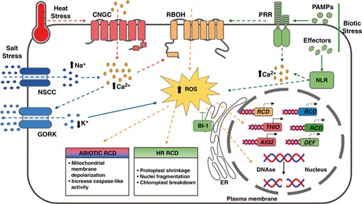 Stress-triggered RCD pathways proposed in bryophytes. Heat stress is known to enhance the influx of calcium (Ca2+) through the activation of cyclic nucleotide gated channels (CNGCs). Likewise, under salt stress, the influx of sodium (Na+) through non-selective cation channels (NSCCs) is proposed to increase the concentration of cytosolic Ca2+. This might lead to the activation of Ca2+-dependent NADPH oxidases (RBOH) resulting in the accumulation of reactive oxygen species (ROS). Under salt stress, ROS accumulation is thought to activate the hydroxyl radical-activated K+ channel (GORK) which results in K+ efflux. ROS accumulation is followed by mitochondrial depolarization and the activation of caspase-like activities and the induction of regulated cell death (RCD) markers such as THIO and AIG. Pathogen attacks also activate RCD mechanisms in bryophytes. PAMP-triggered immunity is activated through pattern-recognition receptors (PRRs). Pathogen virulence factors (effectors) are detected through the activity of intracellular immune receptor proteins, which in general are nucleotide-binding site leucine-rich repeat (NLR) proteins. This recognition results in ROS and Ca2+ accumulation, which in turn induces the expression of specific effector-triggered immunity (ETI) markers and of genes related to pathogen responses (DEF). Also, DNA degradation takes place through the activity of nucleases (DNAse). The endoplasmic reticulum (ER) protein BAX Inhibitor-1 (BI-1) acts as a suppressor of RCD. Dashed lines indicate proposed pathways based on evolutionary conservation while full lines indicate experimentally demonstrated mechanisms in Marchantia polymorpha or Physcomitrium patens. Red lines and boxes are associated with heat stress. Blue lines, blue boxes and blue captions are related to salt stress responses. The green lines, green boxes and green captions are related to biotic stress. The orange lines, orange boxes and orange captions are common to both biotic and abiotic stresses.