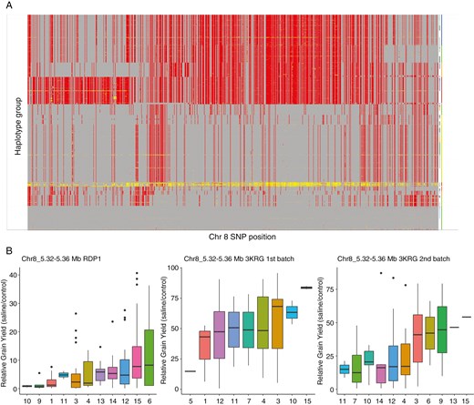 Illustration of the haplotype groups from the promising region on chromosome 8 as well as the phenotypic (relative grain yield) differences among haplotype groups in the three diversity panel experiments.