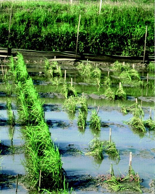 Fig. 1. Effect of complete submergence for 10 d on the appearance of initially 3‐week‐old rice plants. Different rice lines are in double rows running from top to bottom of the picture. Rice lines on the right are intolerant to submergence and show evidence of leaf degeneration and collapse. The left‐hand rice line (cultivar FR13A) is relatively undamaged by 10 d of submergence. Picture taken 1 d after desub mergence by Dr Panatda Bhekasut (Prachinburi Rice Research Center, Department of Agriculture, Thailand).