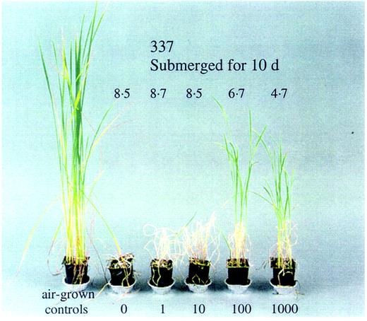 Fig. 3. Effect of a 1‐d pre‐treatment with the growth‐inhibiting hormone abscisic acid (0, 10, 100 and 1000 mmol m–3) applied through the roots of the submergence‐susceptible doubled haploid line 337. The number above each plant is a visual submergence tolerance score on a scale where 9 is dead and 1 is undamaged. Plants were submerged for 10 d at the three‐leaf stage at the time submergence began and photographed 7 d after desubmergence. Photograph by Dr J. E. Summers.