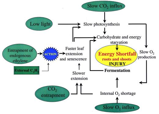 Fig. 4. Diagrammatic summary of several environmental components (in green) that may affect rice plants during complete submergence, and their likely physiological impact. The central assumption is that submerged plants are damaged by a shortage of energy. The relatively high tolerance shown by cultivars such as FR13A can be linked to: (1) a suppression of energy‐demanding processes such as underwater leaf extension, leaving a larger surplus for cell maintenance; and (2) retention of older leaves in a non‐senescent state. Note that: leaf elongation is promoted by ethylene but decreased by slow O2 supply or accumulations of CO2; leaf senescence is promoted by ethylene; evidence that submerged plants necessarily suffer severely from O2 shortage is limited; and O2 from daytime photosynthesis underwater or from the air at the time of desubmergence may cause oxidative damage.