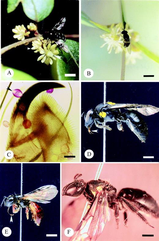 Fig. 1. Insect pollinators of T. moorei. A, Melangyna sp. (Syrphidae) forages for pollen on a lateral inflorescence. Note extended proboscis of the hover fly touching the stigma. Small arrowhead marks male flower. Large arrowhead marks bisexual flower. Bar = 4 mm. B, Triglyphus fulvicornis (Syrphidae) forages for pollen on a female flower borne on a lateral inflorescence. Middle leg is touching stigma. Bar = 2·5 mm. C, Tarsal claw of Melangyna sp. Arrowhead indicates biapeturate grain of T. moorei. The remaining grains are combinations of T. moorei and Smilax. Bar = 0·05 mm. D, Meroglossa itamuca (Colletidae). Note the short, bilobed proboscis (arrowhead). Bar = 1 mm. E, Exoneura sp. (Apidae). Note the long proboscis (arrowhead). Bar = 2 mm. F, Female Lasioglossum sp. nov. The short proboscis is not visible as it is folded under the head. Bar = 1 mm.