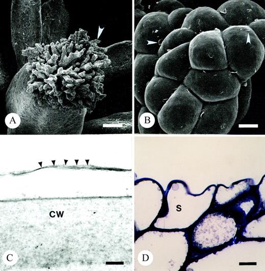 Fig. 3. Light and scanning and transmission electron micrographs illustrating the dry stigma of T. moorei during the ‘female’ phase of floral ontogeny. A, Arrow marks one branch of stigma. Bar = 84 µm. B, Arrowheads denote uplifted cuticle on stigma. Bar = 10 µm. C, Arrowheads illustrate cuticular boundary of stigma. Bar =100 nm. D, Thin section of resin embedded stigma stained with toluidine blue. Note tightly packed vacuolate cells comprising terminal regions of stigma. Bar = 10 µm. CW, cell wall; S, stigmatic epidermal cell.