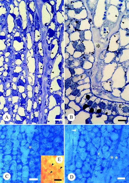 Fig. 4. Light micrographs illustrating transmitting tissue and associated extracellular matrix of T. moorei. A and B, Thin sections of resin embedded tissue stained with toluidine blue. Bar = 10 µm: A, ECM of stigma base and carpel margin (*); B, ECM adjacent placenta, funiculus (*) and within micropyle. Small arrowheads mark integument cells lining the micropyle. C–E, Hand‐sections of unfixed carpels stained with alcian blue to detect acidic pectins in ECM (*; C and D) and Yariv’s antigen to detect AGs/AGPs in ECM (E). Bar = 20 µm. C, Stigma base and carpel margin. D, Funiculus adjacent placenta. Arrowhead denotes vascular trace in funiculus. E, Arrowheads denote presence of AG/AGPs in stigma base. E and e, placenta epidermal cell; F and f, funiculus.