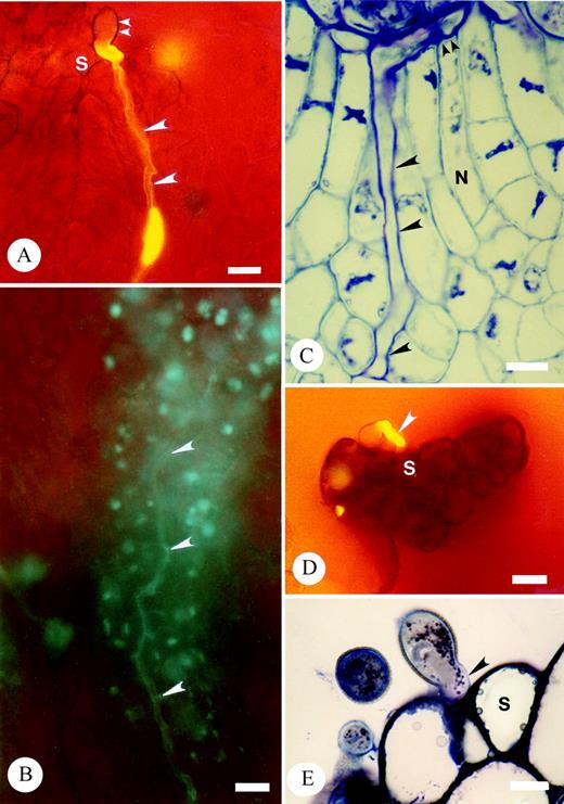 Fig. 5. Micrographs of aniline blue fluorescence and thin sections of resin‐embedded pollinated carpels, stained with toluidine blue, illustrating cross‐ and self‐pollen tube growth in T. moorei. A and B, aniline blue fluorescence of intercellular growth of cross‐pollen tubes within the stigma following germination (A) and within the stigma base (B). Carpel tissues have not been squashed. Large arrowheads denote pollen tubes. Small arrowheads mark pollen grain. Bar = 20 µm. C, Thin sections of intercellular growth of cross‐pollen within the nucellus (large arrowheads) up to the embryo sac (small arrowheads). Bar = 10 µm. D and E, Cessation of self‐pollen tube germination prior to intercellular growth within the stigma. Arrowhead denotes self‐pollen tube at stigma surface. D, ABF. Bar = 20 µm. E, TS. Bar = 10 µm. S, stigma.