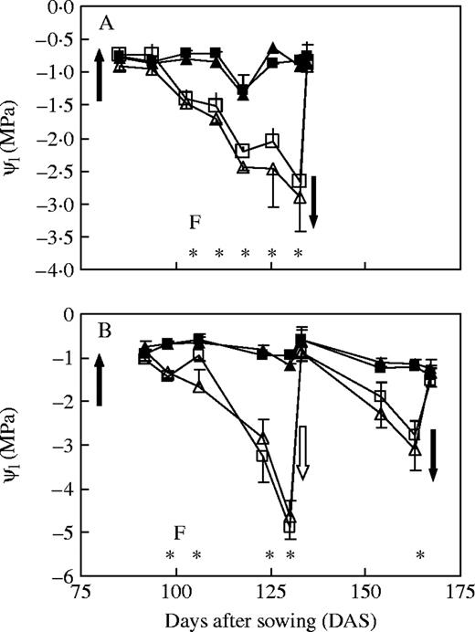 Leaf water potential (ψl) for L. fendleri (squares) and L. mendocina (triangles) plants for controls (closed symbols) and water-stressed (open symbols) treatments, measured at dusk in expts 1 (A) and 2 (B). Closed arrows indicate the onset and end of the period of water restriction. In expt 2 (B) there was an interruption of the stress by a single irrigation (open arrow). The letter ‘F’ stands for the onset of flowering. Vertical lines indicate standard errors and are shown only when larger than symbols. Asterisks denote significant differences between treatments for each date (P < 0·05).