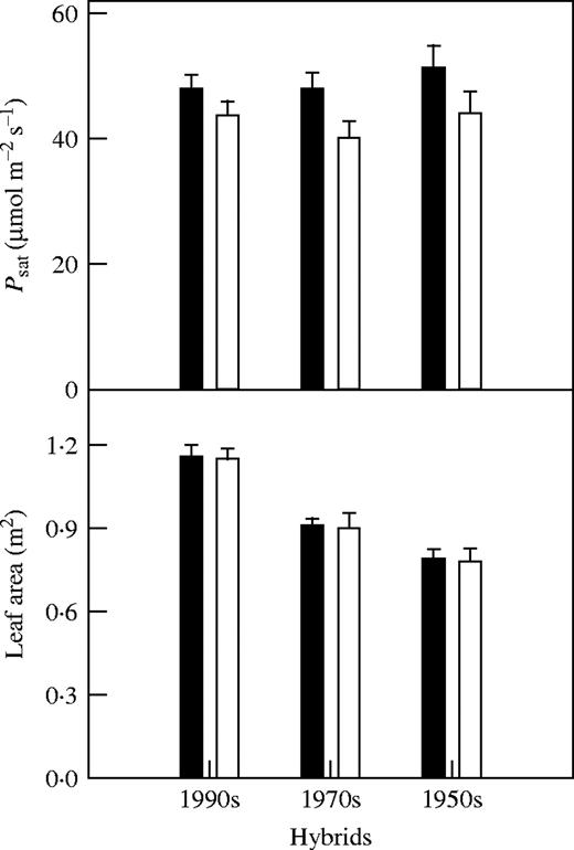 Effect of N deficiency on Psat 20 d before flowering and leaf area at flowering. Data represent the mean ± s.e. (n = 5). There were no significant differences between means.