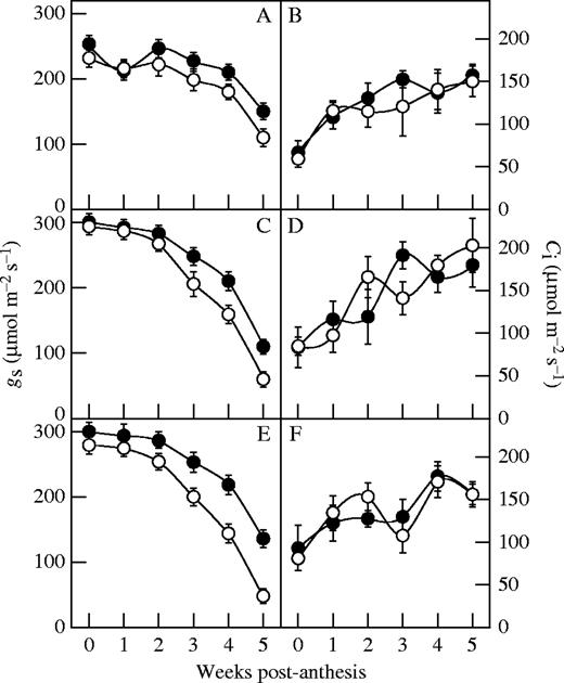 Effect of N deficiency on stomatal conductance (gs) (A, C and E) and intercellular CO2 concentration (Ci) (B, D and F) of the hybrids from the 1990s (A and B), 1970s (C and D) and 1950s (E and F). Filled circles represent the treatment plants; open circles represent the control plants. Data represent the mean ± s.e. (n = 5).