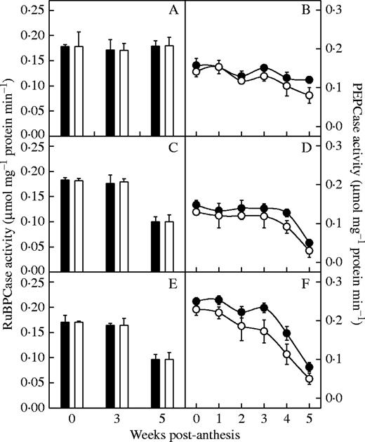 Effect of N deficiency on ribulose-1,5-bisphosphate carboxylase (RuBPCase) activity (A, C and E) and phosphoenolpyruvate carboxylase (PEPCase) activity (B, D and F) of the hybrids from the 1990s (A and B), 1970s (C and D) and 1950s (E and F). Filled squares and circles represent the treatment plants; open squares and circles represent the control plants. Data represent the mean ± s.e. (n = 3).
