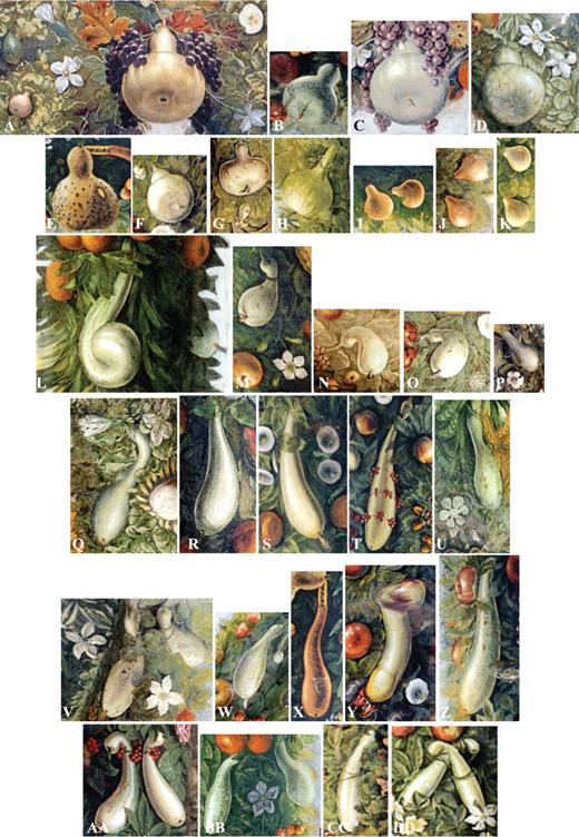 Lagenaria siceraria (bottle gourd): (A) bottle-shaped, large and small; (B–H) large; (I–K) small; (L–DD) elongate = ‘cocuzzi’.