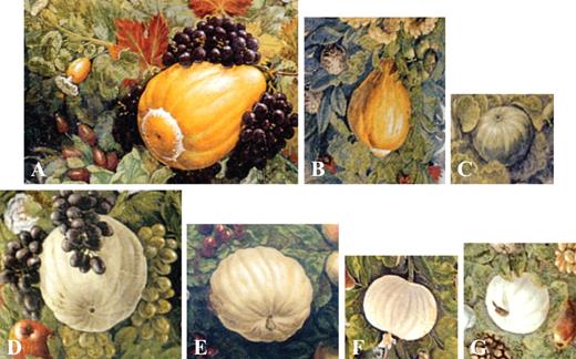 Cucurbita maxima (pumpkin): (A and B) orange show pumpkin; (C) grey pumpkin; (D–G) white show pumpkin. Caneva (1992b) classified (A) and (B) as Cucurbita moschata, (C) as Citrullus colocynthis and (D)–(G) as Cucumis melo var. inodorus.