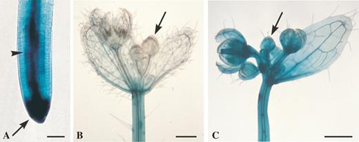 Apparent free-CK distribution in a root (A), in young flowers protected from the wind (B), or exposed to gentle wind (C), as detected by free bioactive-CK-dependent GUS expression in the CK-responsive ARR5::GUS transformant of 5-week-old Arabidopsis grown under long-day conditions (described in Aloni et al., 2005). (A) Root of wind-protected plant with strong ARR5::GUS expression reflecting high bioactive CK concentration in the cap (arrow), considerable concentration in the vascular cylinder (arrowhead) and lower concentration in the cortex. (B) Wind-protected inflorescence (by tight translucent plastic bags, under 95–100 % humidity) showing young apical flower buds (arrow) without GUS expression. (C) Plant from the same experiment as in A and B, but exposed to gentle wind (of 0.2–0.7 m s−1 under lower humidity of 60–70 %) only for the last 3 h before harvesting for the GUS assay, resulting in very strong ARR5::GUS expression in the young apical flower buds (arrow). Scale bars = 40 μm (A), 500 μm (B, C).