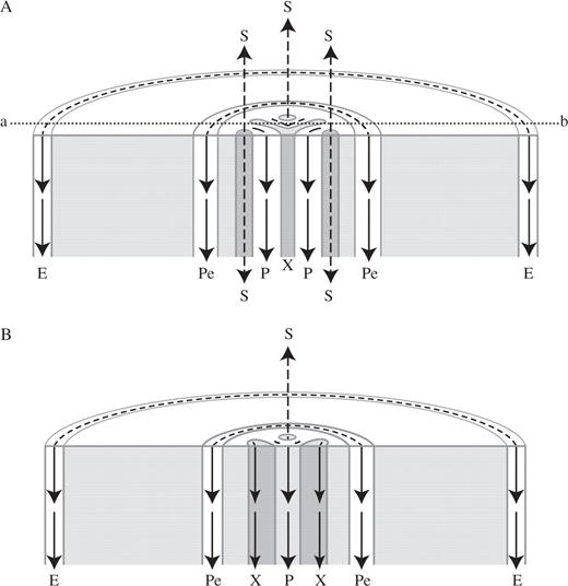 Schematic diagrams at the root's differentiation zone, showing free-IAA transport pathways in a triarch root at a phloem plane (A), and in the same root at a xylem plane (B); the xylem plane location is marked by a dotted line (a–b) in A. The long arrows in the diagrams illustrate IAA movement in a polar manner preferably in the vascular cylinder (the internal route): through the procambium (P), the differentiating xylem (X) and the pericycle (Pe). In the peripheral route (from the shoot to the root's differentiation zone), the IAA arriving from the young leaves moves downward in a polar manner (see Terasaka et al. 2005, fig. 3D, E) through the epidermis (E) (this downward peripheral IAA movement probably stops the upward peripheral IAA movement arriving from the root tip; they possibly merge and together move into the cortex. This probably induces the meristematic cortical downward IAA movement detected by the polar pattern of PIN1 in the acropetal membranes of the differentiating cortex near the root tip). In the non-polar route, IAA moves up and down (illustrated by broken-line arrows) in mature protophloem sieve tubes (S).
