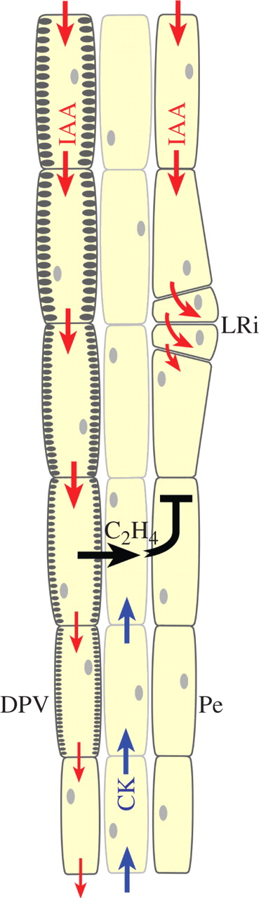 Model of IAA-, ethylene- and CK-regulated lateral root initiation (LRi) in the cell differentiation zone of a growing root. The schematic diagram shows the three outermost cell columns of the vascular cylinder in a young dicotyledonous root in the xylem plane, with a differentiating protoxylem vessel (DPV) and the pericycle (Pe). Two pathways of parallel streams of polar IAA transport (marked by red arrows) are shown: the left auxin stream induces the vessel (marked by the gradual development of secondary wall thickenings) and the right stream maintains the meristematic identity of the pericycle (which is a major preferable pathway of polar auxin transport). During vessel differentiation, a local increase of IAA concentration in a differentiating-protoxylem vessel element induces ethylene production. This C2H4 is released, and in the centrifugal direction (black arrow) it locally blocks the IAA transport in the adjacent pericycle cell, causing a local increase of IAA concentration immediately above the blockage, which induces cell division and lateral root initiation (LRi). Cytokinin (blue arrows) arriving from the root cap may inhibit lateral root initiation near the root tip.