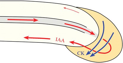 Model of CK- and IAA-regulated root gravitropiosm. When roots are turned to the horizontal position, both CK and IAA are transported laterally downward and become concentrated in the lower root side (sites of high concentrations of CK and IAA are marked). The model shows the direction of the lateral movement of free CK (marked by blue arrows) from the new upper side of the root cap to its lower side, where the high free CK concentration inhibits elongation of the lower side at the distal elongation zone (closely behind the root cap). The polar movement of IAA (red arrows) from the shoot to the root tip occurs through the central vascular cylinder, and at the cap it is laterally distributed mainly to the lower side and then transported along the lower root side to the central elongation zone, where it inhibits elongation. The asymmetric distributions of both CK and IAA inhibit the lower root side and promote elongation of the upper side, resulting in downward root bending.