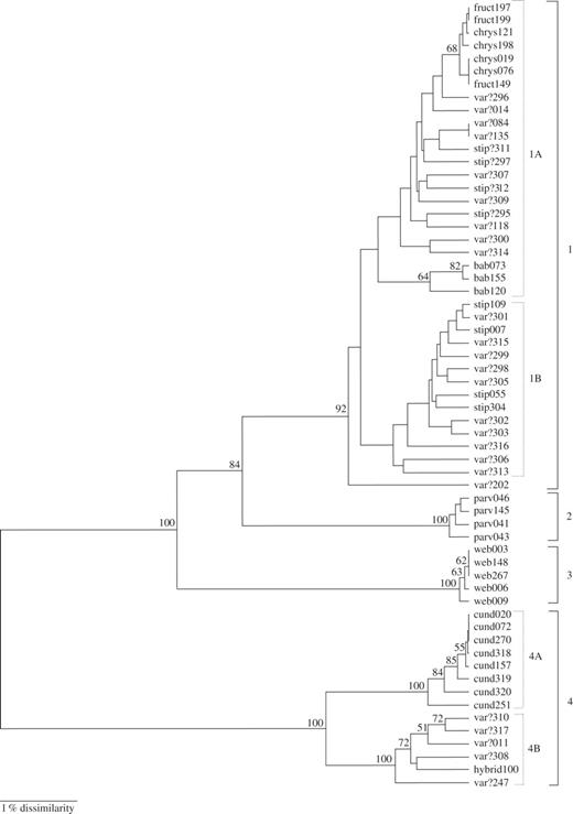 UPGMA cluster analysis of AFLP data generated by nine primer combinations (234 markers). Accessions are labelled according to the codes listed in Table 1. Only bootstrap values above 50 % are shown. Numbers at the right side of the dendrogram indicate the major groups. The scale bar shows the equivalent of 1 % Nei and Li dissimilarity.