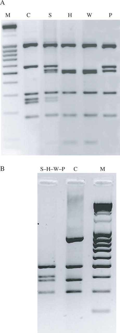 Restriction fragment patterns of chlorotypes and mitotypes of Vasconcellea taxa detected by the fragment|enzyme combinations K1K2|AfaI (A) and nad4/1–2|HinfI (B), respectively. M, Massruler™ DNA ladder; C, V. cundinamarcensis haplotype; S, V. stipulata haplotype; H, haplotype of V. × heilbornii individual; W, haplotype of V.weberbaueri; P, V. parviflora haplotype; S-H-W-P, haplotype that is shared by V. stipulata, V. × heilbornii, V. weberbaueri and V. parviflora, illustrated here by showing the restriction pattern of a V. stipulata individual.