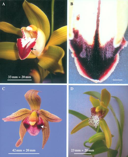 (A) Flower of Cymbidium lowianum (Rchb.f.) Rchb.f. showing position of labellar patch (arrow). Scale bar = 20 mm. (B) Adaxial surface of labellum of C. lowianum showing reflective patches. Scale bar = 20 mm. (C) Flower of Cymbidium devonianum Paxton showing position of labellar patch within darkly pigmented area (arrow). Scale bar = 20 mm. (D) Flower of Cymbidium tigrinum Parish ex Hook. with light-coloured labellum lacking reflective patches. Scale bar = 20 mm.