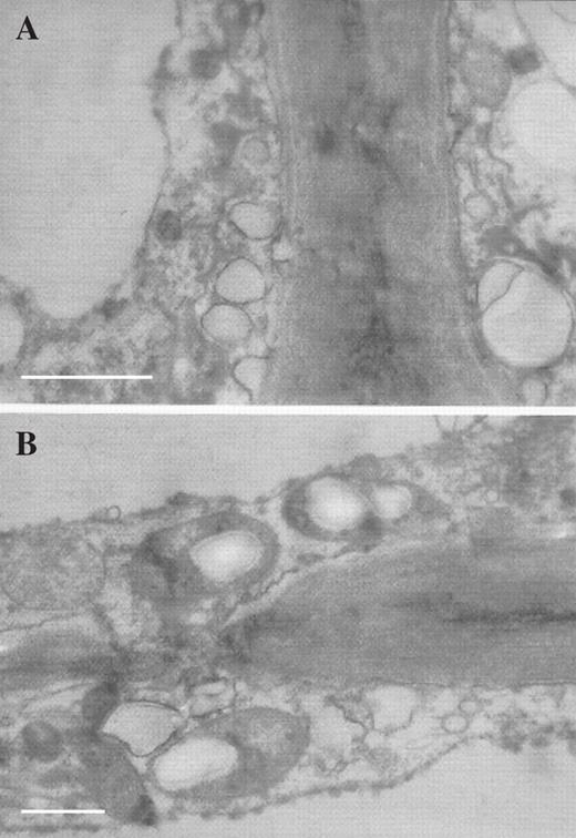 (A) TEM section of typical labellar papilla showing aggregation of small vesicles at plasmalemma. Scale bar = 0.5 μm. (B) TEM section of typical labellar papilla showing pit with plasmodesmata connecting contiguous cells. Scale bar = 1 μm.