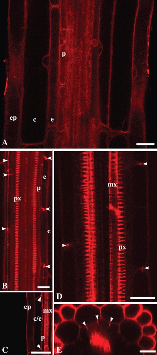 NR as a probe for visualization of the endodermal Casparian band, xylem elements and general root structure in living roots of wild-type arabidopsis, Col-0 (A, B, D and E), and in scr-3 mutant (C): (A) young differentiation zone, protoxylem elements are not yet differentiated; (B) Casparian bands of the endodermal cells and protoxylem elements; (C) metaxylem in scr-3 mutant; note the lack of one cell layer in ground tissue; (D) protoxylem and metaxylem elements and Casparian bands in the mature differentiation zone; (E) transverse optical section of the root in which Casparian bands and general radial tissue pattern can be visualized. Arrowheads indicate Casparian bands; ep, Epidermis; c, cortex; e, endodermis; p, pericycle; px, protoxylem; mx, metaxylem. Roots were stained with 4 μm (A, C and D) and 1 μm (E) NR at pH 5·8 and with 4 μm NR at pH 8·0 in 0·2× MS supplemented with 20 mm K-phosphate buffer (B). Staining time was 10–20 min (A and C–E) and 1 h 45 min (B). All panels show single optical sections except (B), projection of seven optical sections, total thickness of tissues scanned is 6 μm. Scale bars = 20 μm.