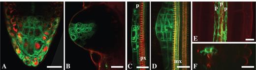 Examples of the use of NR for root developmental studies. (A and B) An enhancer trap line of Arabidopsis thaliana, J1701 – GFP is expressed in the root cap: (A) the root cap of the primary root; (B) recently emerged lateral root—note that no NR is detected in the root apical meristem. (C and D) The root of PIN1:GFP line stained with NR, which is primarily located in the protoxylem—lateral root primordia at stages II (C) and IV (D). (E and F) An enhancer trap line of Arabidopsis thaliana, J0121—GFP is expressed in the pericycle cells adjacent to the protoxylem; (E) tangential longitudinal optical section; (F) transverse optical section. Roots were stained with 4 μm (A and B) and 1 μM (C–F) NR, pH 5·8. p, Pericycle; px, prtoxylem; mx, metaxylem. Projection of seven optical sections, total thickness of tissues scanned is 6 μm (D) and projection of eight optical sections, total thickness of tissues scanned is 7 μm (E). Other panels are single optical sections. Scale bars = 20 μm.