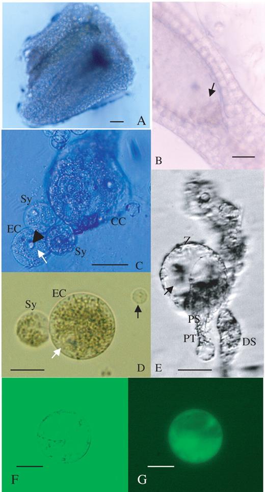 Isolation processes of egg cell and zygote from an Alstroemeria ovule, and viability test for the egg cell by FDA staining. (A) An ovule section during enzyme treatment. Scale bar = 60 μm. (B) Dissection of ovule with glass needles. Integuments were peeled off and the egg apparatus was exposed (arrow). Scale bar = 60 μm. (C) Immediately after isolation of the egg cell (EC), with synergids (Sy) and a fragment of the central cell (CC). Vacuoles (white arrow) were observed in the egg cell. The nucleus of the egg cell (arrowhead) was conspicuous. Scale bar = 60 μm. (D) An isolated egg cell (EC) with one synergid (Sy) was transferred to mannitol solution by a microcapillary. The white arrow indicates the position of vacuoles. A sporophytic cell (black arrow) is shown for comparison. Scale bar = 30 μm. (E) An isolated zygote (Z) accompanied by a persisting synergid (PS) and pollen tube (PT). A degenerated synergid (DS) was also observed. The zygote was highly vacuolated. The arrow indicates the vacuoles. Scale bar = 30 μm. (F) An egg cell 2 h after isolation. Scale bar = 30 μm. (G) An epifluorescence image of an isolated egg cell after FDA staining. The egg cell is the same as that in (F). Scale bar = 30 μm.