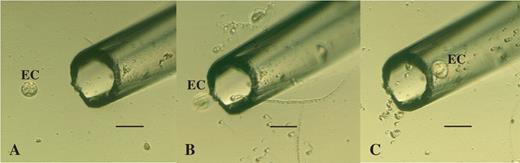 The capture of an egg cell with a mirocapillary connected to a micropump. Serial images (A–C) show the process for absorbing only the egg cell (EC). Scale bar = 100 μm.