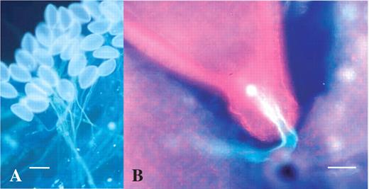 Aniline blue staining of pollen tubes on the stigma and in the ovary. (A) Pollen germination on the stigma 6 h after self-pollination. Scale bar = 80 μm. (B) Pollen tube entry into micropyle of the ovule 24 h after self-pollination. Scale bar = 50 μm.