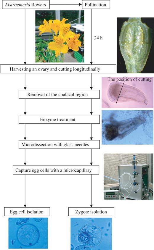 A procedure for isolating egg cells and zygotes in Alstroemeria.