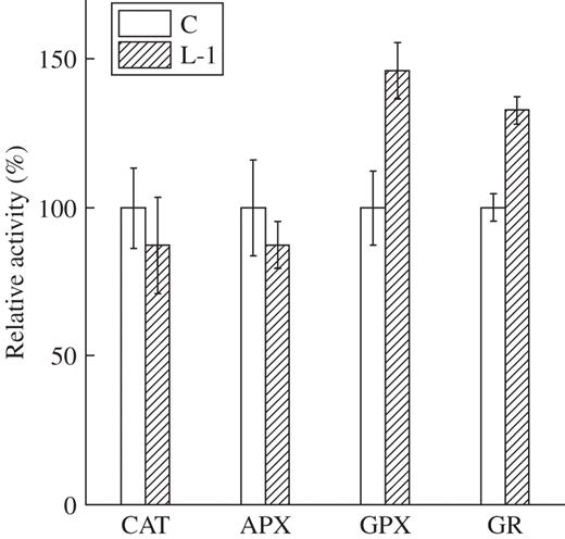 Measurement of antioxidant enzyme activities in control (C) and YK1-overexpressing callus (L-1). Catalase (CAT), ascorbate peroxidase (APX) and glutathione peroxidase (GPX) were measured using H2O2 as a substrate. Activities are expressed as relative activity (%) of the control. Exact values of activities in control calli are 65·8 (μmol H2O2 reduced min−1 mg protein−1) for CAT, 66·1 (nmol ascorbate oxidized min−1 mg protein−1) for APX, 101·0 (nmol NADPH reduced min−1 mg protein−1) for GPX and 95·1 (nmol NADPH reduced min−1 mg protein−1) for glutathione reductase (GR). All data represent the mean of three independent experiments.