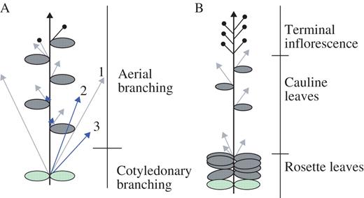 Diagram showing wild-type Lotus (A) and wild-type Arabidopsis (B) branching architecture. The primary shoot is indicated by a black arrow. The primary axillary buds/shoots are indicated by grey arrows. Accessory buds/shoots are indicated by blue arrows. Floral meristems are indicated by closed circles. Cotyledons are indicated by green ovals, and leaves by grey ovals. Numbers indicate the order of emergence of axillary and accessory buds.