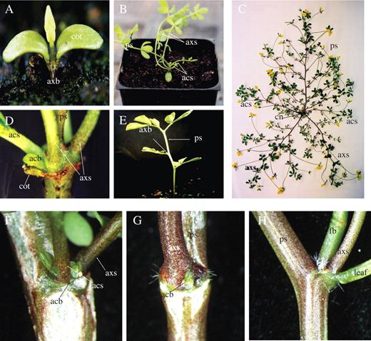 Shoot branching patterns in Lotus japonicus. (A) A 2-week-old Lotus seedling. (B) A 5-week-old plant. (C) A mature Lotus shoot. (D) Cotyledonary node of a 5-week-old plant; the cotyledon has been abscised. (E) A 3-week-old seedling. (F–H) A mature Lotus plant showing (F) node 1, (G) node 5, (H) node 6. ps, primary shoot; axb, primary axillary bud; axs, primary axillary shoot; acb, accessory bud; acs, accessory shoot; cn, cotyledonary node; cot, cotyledon; fb, flower branch.
