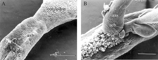 SEM images showing (A) a newly detached cotyledon and (B) a detached cotyledon after growth in culture medium for 2 months. New accessory buds are indicated by arrows. axb, primary axillary bud; axs, primary axillary shoot; acb, accessory bud. Scale bars in (A) and (B) are 400 μm.