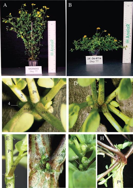 Phenotype of the Lotus super-accessory branching (sac) mutant. Mature (A) wild-type, (B) sac, 77 d after planting (DAP. Cotyledonary nodes of (C) wild type and (D) sac, 2 months after planting. (E–H) Node 1 of Lotus plants, wild type at (E) 35 DAP and (F) 77 DAP, sac at (G) 35 DAP and (H) 77 DAP. Numerous accessory shoots develop in node 1 of sac1 (G) at 77 DAP, and accessory shoots are not distinct from the primary axillary shoot, hence these buds/shoots were not labelled. ps, primary shoot; axs, primary axillary shoot; acb, accessory bud; numbers 1–6 refer to accessory buds according to the order of emergence.