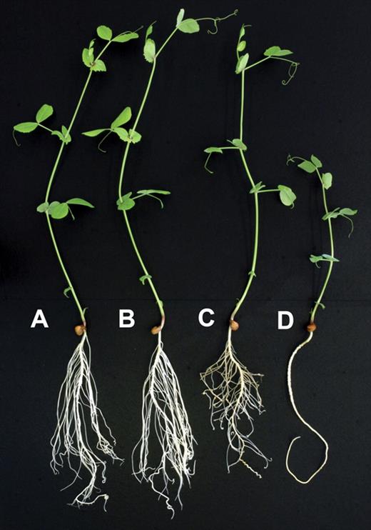  Typical plants of the Cd-tolerant mutant SGECd t (A, C) and wild-type SGE line (B, D) grown for 10 d in hydroponics in the absence (A, B) or presence of 3 µ m CdCl 2 (C, D). 