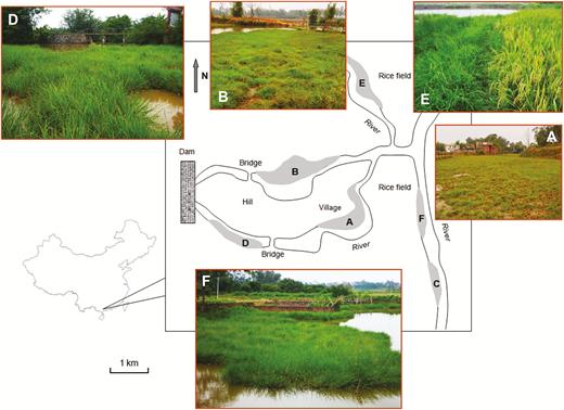 The locations and habitats of wild rice (Oryza rufipogon) populations in Gaozhou, Guangdong Province, China. A–F indicate the six O. rufipogon populations that are highlighted by shady areas. Population-A (photo A), -B (photo B), -C and -D (photo D) located at canals relatively far away (~100 m) from rice fields. Population-E (photo E, wild rice on the left and cultivated rice on the right) and -F (photo F) located along a canal near (5–10 m) rice fields.