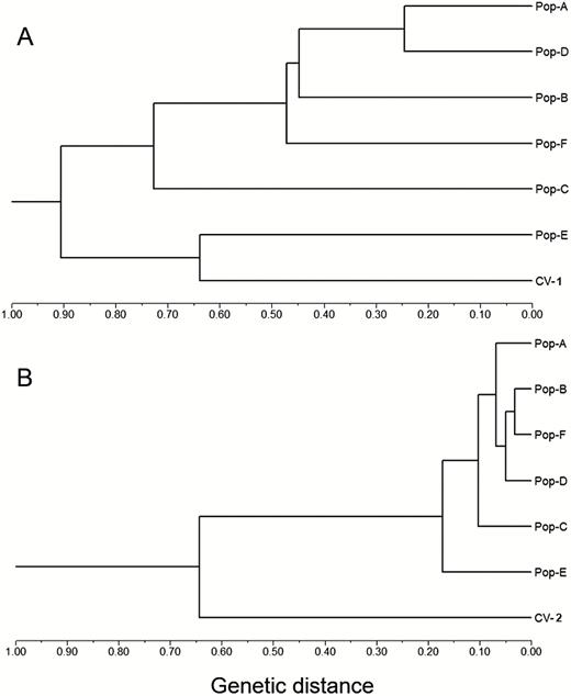 UPGMA dendrogram showing genetic relationships of six wild Oryza rufipogon populations (Pop-A to Pop-F) and the two corresponding sets of rice cultivars (CV-1 for SSR and CV-2 for InDel) based on the Nei (1978) genetic distance calculated from the SSR (panel A) and InDel (panel B) data matrices, respectively. The dendrogram based on both SSR and InDel markers indicates relatively close genetic relationships of cultivated rice with the E-population.