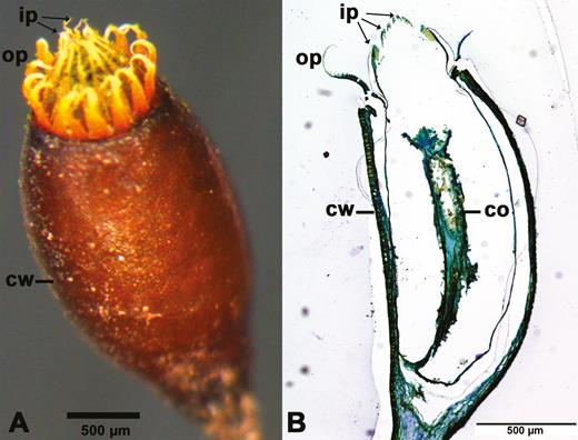 Mature spore capsule of Brachythecium populeum without operculum. (A) Whole capsule, (B) longitudinal section (thickness: 3 µm; staining: toluidine blue; embedding: Technovit). ip: inner peristome teeth (endostome); op: outer peristome teeth (exostome); cw: capsule wall; co: columella.
