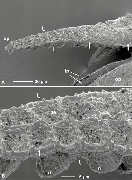 (A) LT-SEM image of outer and inner peristome teeth of Brachythecium populeum; (B) close up of the middle region of the outer peristome tooth shown in (A). op: outer peristome tooth; ip: inner peristome tooth; lo: outer layer of the outer peristome tooth; li: inner layer with partly visible ridges; ri: ridges; pa: papillae. Broad arrows: smooth substance coating the papillae and segment borders, with an increasing gradient of coated area from the base to the tip of the outer peristome teeth.
