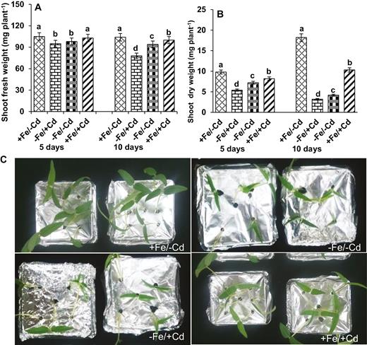 Changes in biomass (A) fresh weight, (B) dry weight and (C) morphological differences in leaves as affected by four Fe/Cd combined treatments: adequate Fe with −Cd (+Fe/−Cd, control), Fe-deficient with Cd stress (−Fe/+Cd), Fe-deficient –in absence of Cd (−Fe/−Cd) and adequate Fe with Cd stress (+Fe/+Cd) for 10 days. Vertical bars indicate ±SE of the means for n = 4. Means denoted by a different letter are significantly different at P < 0.05 according to the Tukey’s studentized range test.