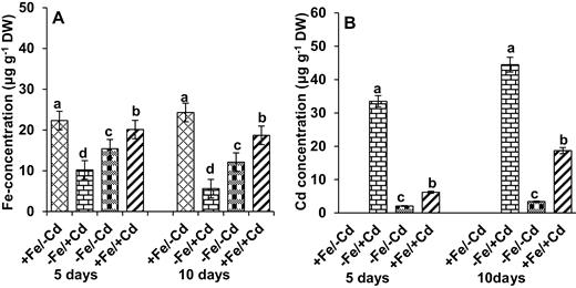 Changes in the concentration of (A) Fe and (B) Cd in leaves as affected by four Fe/Cd combined treatments: adequate Fe with −Cd (+Fe/−Cd, control), Fe-deficient with Cd stress (−Fe/+Cd), Fe-deficient –in absence of Cd (−Fe/−Cd) and adequate Fe with Cd stress (+Fe/+Cd) for 10 days. Vertical bars indicate ±SE of the means for n = 4. Means denoted by a different letter are significantly different at P < 0.05 according to the Tukey’s studentized range test.