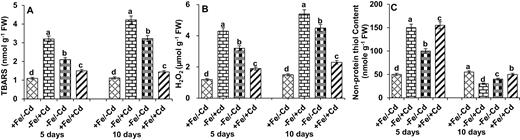 Reactive oxygen species production in the form of (A) TBARS and (B) H2O2 and oxidative marker in the form of (C) non-protein thiol content in leaves as affected by four Fe/Cd combined treatments: adequate Fe with −Cd (+Fe/−Cd, control), Fe-deficient with Cd stress (−Fe/+Cd), Fe-deficient –in absence of Cd (−Fe/−Cd) and adequate Fe with Cd stress (+Fe/+Cd) for 10 days. Vertical bars indicate ±SE of the means for n = 4. Means denoted by a different letter are significantly different at P < 0.05 according to the Tukey’s studentized range test.