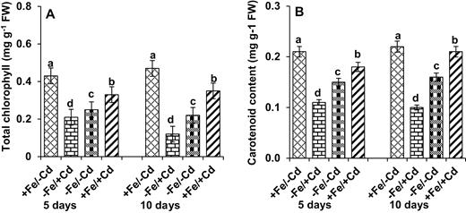 Changes in (A) total chlorophyll and (B) carotenoid content in leaves as affected by four Fe/Cd combined treatments: adequate Fe with −Cd (+Fe/−Cd, control), Fe-deficient with Cd stress (−Fe/+Cd), Fe-deficient –in absence of Cd (−Fe/−Cd) and adequate Fe with Cd stress (+Fe/+Cd) for 10 days. Vertical bars indicate ±SE of the means for n = 4. Means denoted by a different letter are significantly different at P < 0.05 according to the Tukey’s studentized range test.
