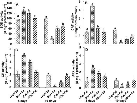 Antioxidant enzyme activity: (A) superoxide dismutase (SOD), (B) catalase activity (CAT), (C) glutathione reductase activity (GR) and (D) ascorbate peroxidase activity (APX) in leaves as affected by four Fe/Cd combined treatments: adequate Fe with −Cd (+Fe/−Cd, control), Fe-deficient with Cd stress (−Fe/+Cd), Fe-deficient –in absence of Cd (−Fe/−Cd) and adequate with Cd stress (+Fe/+Cd) for 10 days. Vertical bars indicate ±SE of the means for n = 4. Means denoted by a different letter are significantly different at P < 0.05 according to the Tukey’s studentized range test.