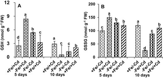 Non-enzymatic antioxidant activity: (A) GSH and (B) GSSG in leaves as affected by four Fe/Cd combined treatments: adequate Fe with −Cd (+Fe/−Cd, control), Fe-deficient with Cd stress (−Fe/+Cd), Fe-deficient –in absence of Cd (−Fe/−Cd) and adequate Fe with Cd stress (+Fe/+Cd) for 10 days. Vertical bars indicate ±SE of the means for n = 4. Means denoted by a different letter are significantly different at P < 0.05 according to the Tukey’s studentized range test.