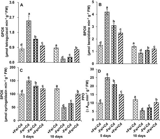 Peroxidase-related enzyme activities: (A) guaiacol peroxidase (GPOX), (B) benzidine peroxidase (BPOX), (C) syringaldazine peroxidase (SPOX) and (D) polyphenol oxidase (PPO) in leaves as affected by four Fe/Cd combined treatments: adequate Fe with −Cd (+Fe/−Cd, control), Fe-deficient with Cd stress (−Fe/+Cd), Fe-deficient in absence of Cd (−Fe/−Cd) and adequate Fe with Cd stress (+Fe/+Cd) for 10 days. Vertical bars indicate ±SE of the means for n = 4. Means denoted by a different letter are significantly different at P < 0.05 according to the Tukey’s studentized range test.
