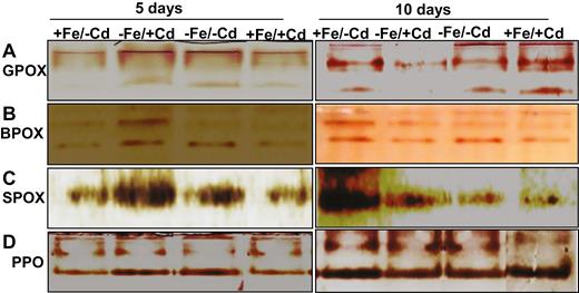 Active staining of peroxidase-associated enzymes: (A) guaiacol peroxidase (GPOX), (B) benzidine peroxidase (BPOX), (C) syringaldazine peroxidase (SPOX) and (D) polyphenol oxidase (PPO) in leaves as affected by four Fe/Cd combined treatments: adequate Fe with −Cd (+Fe/−Cd, control), Fe-deficient with Cd stress (−Fe/+Cd), Fe-deficient –in absence of Cd (−Fe/−Cd) and adequate Fe with Cd stress (+Fe/+Cd) for 10 days.