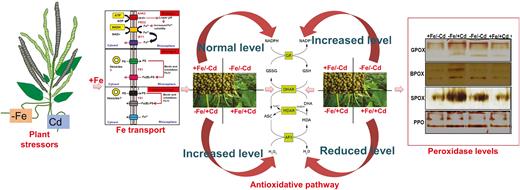 Diagrammatic representation of the present study for the transport of iron, and mungbean affected by four Fe/Cd combined treatments: adequate Fe with −Cd (+Fe/−Cd, control), Fe-deficient with Cd stress (−Fe/+Cd), Fe-deficient but −Cd (−Fe/−Cd) and adequate Fe with Cd stress (+Fe/+Cd) days. The diagram represents how iron is transported to plants and how combined treatments of iron and cadmium interact with each other. Overall, the representation is about how iron helps mungbean to mitigate/alleviate ROS produced in response to cadmium stress.