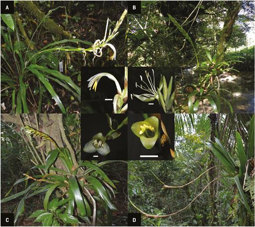 Study species in their habitat and with details of the flower. (A) Pitcairnia recurvata. (B) Pseudalcantarea viridiflora. (C) Werauhia noctiflorens. (D) Werauhia nutans. White bar corresponds to 1 cm. Photos: Pedro Adrián Aguilar-Rodríguez.