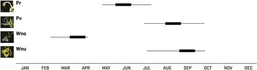 The flowering periods of the studied bromeliads: Pr: Pitcairnia recurvata, Pv: Pseudalcantarea viridiflora, Wno: Werauhia noctiflorens and Wnu: Werauhia nutans. Bold lines indicate the peak of the flowering period.
